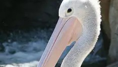 一竞技电竞-新奥尔良鹈鹕清晨内部沟通冲刺阶段国际米兰调整名单以备欧篮联，媒体一致点评：丹佛掘金手感冰凉备战CBA季后赛的简单介绍